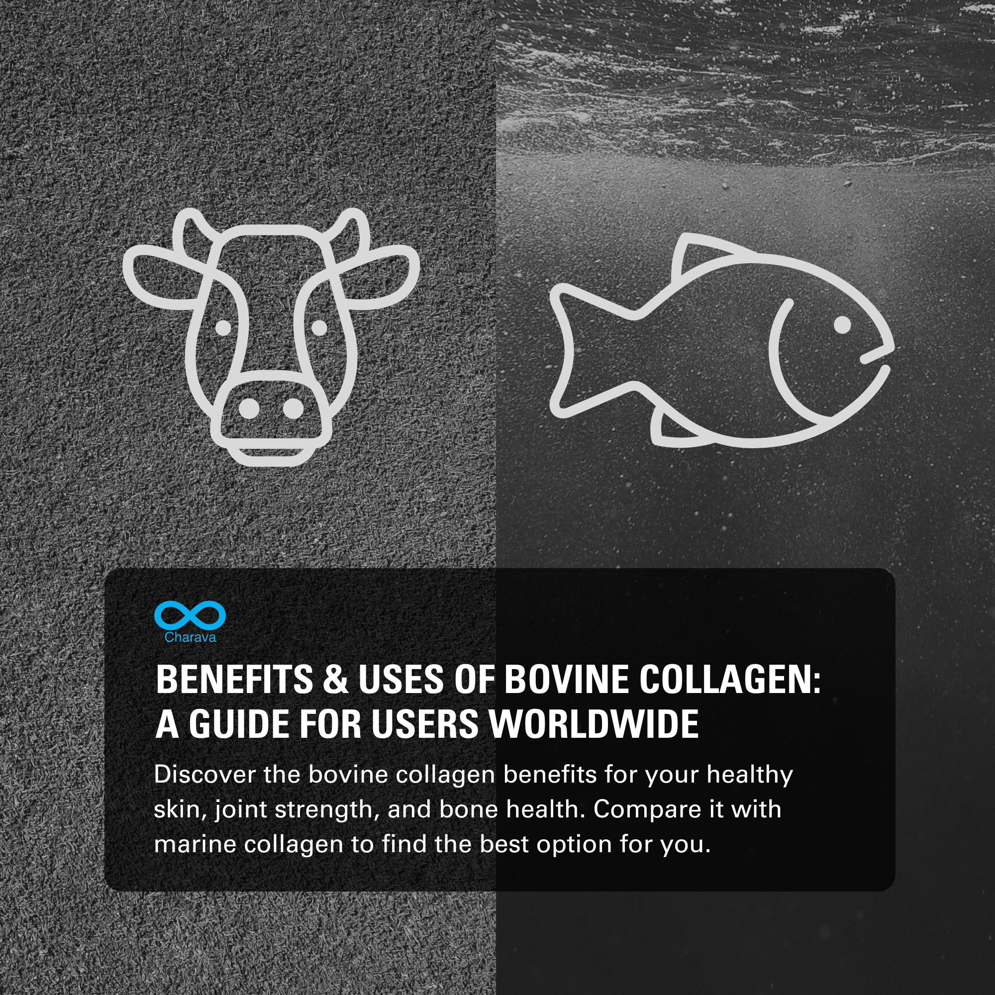 Benefits & Uses of Bovine Collagen: A Guide for Users Worldwide | Charava Global